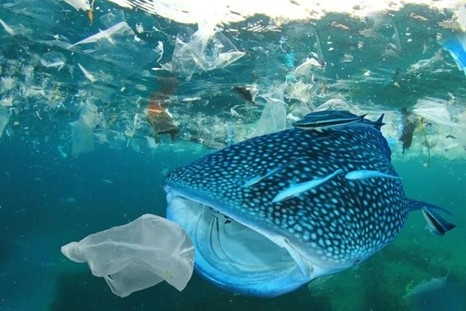 控制人造“第八大陆”——垃圾岛继续扩大的有效方法是，减少使用塑胶(去塑化)和垃圾回收处理